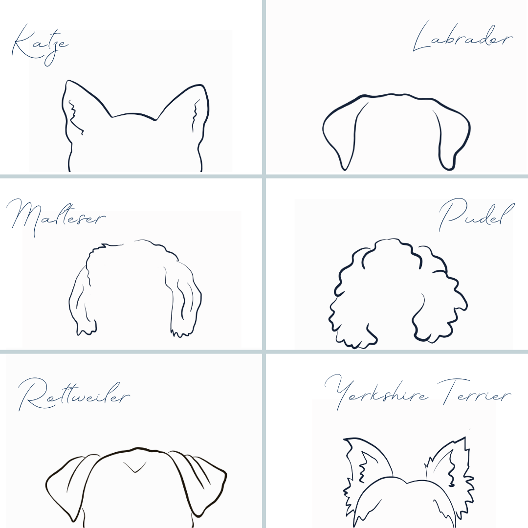 Testprodukt Rainbow Box für Tierärzte