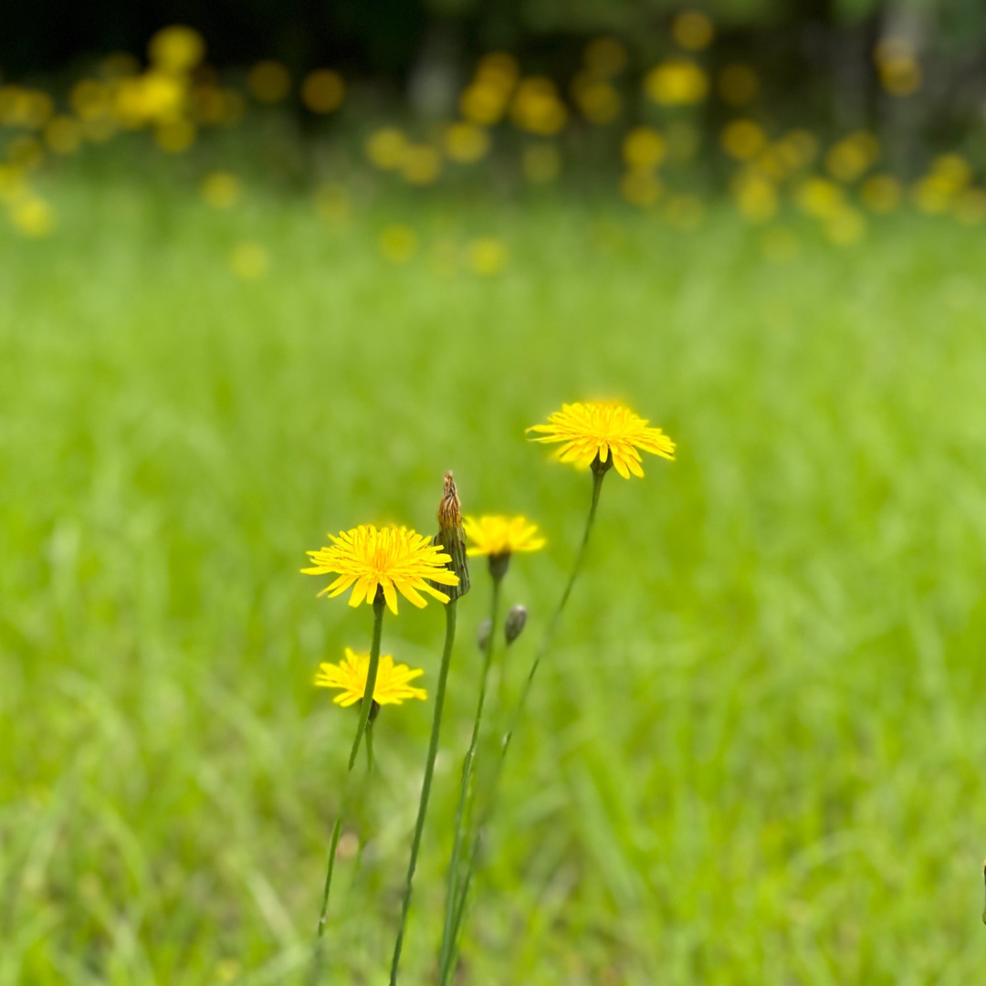 Trostpaket Wildblumenwiese